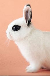 《Amberspire》Steam页面公布 发售日待定